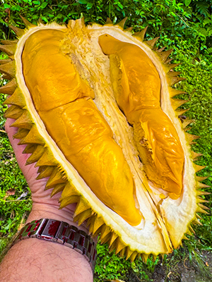 Fresh Durian